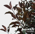 MAGNOLIA
