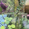 Ecotones and Echotones