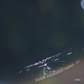 Zoom yourself voOol. 11