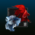 Shapeshifter vs The Upbeats [SSXUB] EP