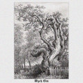 Wych Elm