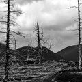 Dead forest (Demo)