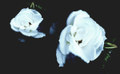 Rosewound