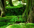 Sacred Moment In The Woods