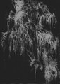 A SORT OF TRANSCENDENTAL DEATH