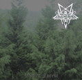 Winter Forest