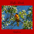 Beffa Birds