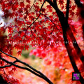 Autumn Colors