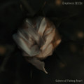 Echoes of Fading Heart