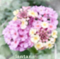 lantana