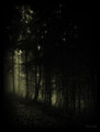 Wald