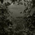 Forest (demo)