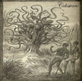 Celesterre