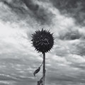 Sol