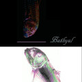 Midnight Zone (1000 - 4000 meters below the ocean's surface - best of experimental tracks)