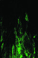 Stalactites (split with Lord of the Abyss)