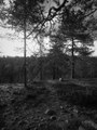 Totuuden Polku Demo