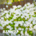 azaleas