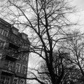CE QUE DISENT LES VIEUX ARBRES