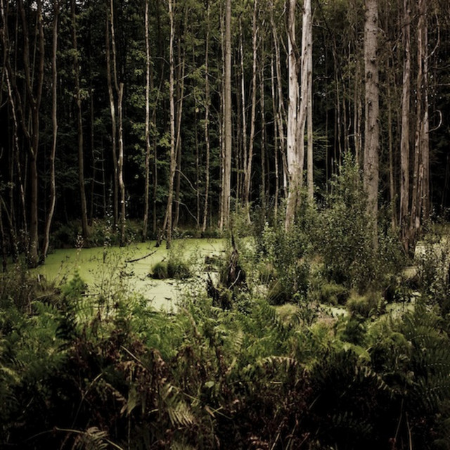 Wilderness