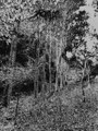 Tranquility In Suicide