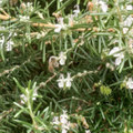 No More Guests In The Rosemary