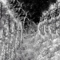Forest of the Damned