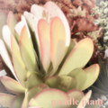 paddle plant