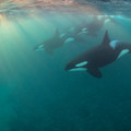Orca