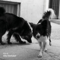 Alta fidelidad