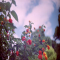 Faraway land