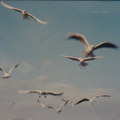 a journey to the sea