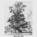 Wych Elm III
