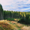 Perspectives / Revelations Of Autumn