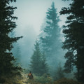 Lost In The Woods | Compilation