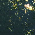 We Have A Home Among The Trees