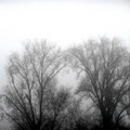 BROUILLARBRE