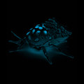Mothra demos
