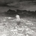Les Irreals Visions... D-Side bonus