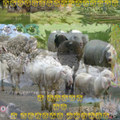 7 New Sheep in 7 Modern Visions
