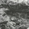 Tunguska Tinnitus (ALBUM)