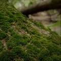Oldforest