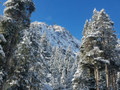 Winterlong