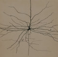 Phylogeny