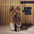 White Collar Dog