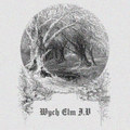 Wych Elm 1.5