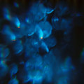 Aplastic / Malebolge EP