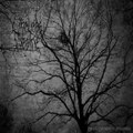 Manic Depressive Psychosis