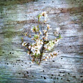 Beltane-Spring