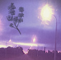 Flowers Fade